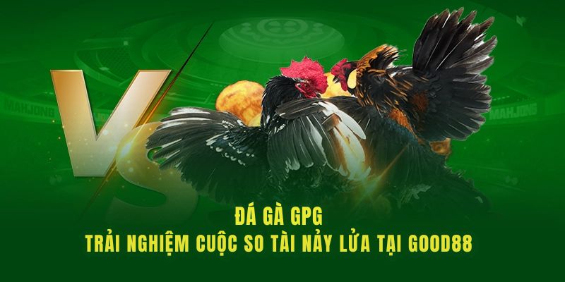 Đặt cược chọi gà kịch tính